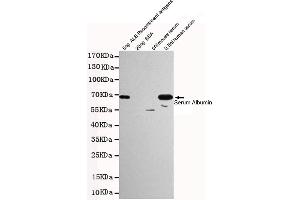Western blot detection of Human Serum Albumin in 0.