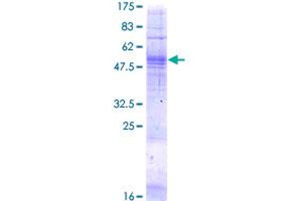 TAAR5 Protein (AA 1-337) (GST tag)