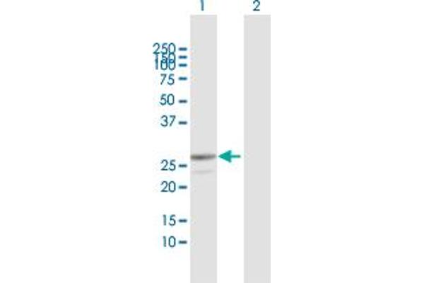 HLA-DOA antibody  (AA 1-250)