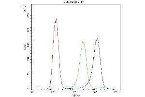 Flow Cytometry analysis of A431 cells using anti-ATG14L antibody (ABIN3043721). (ATG14 Antikörper  (N-Term))
