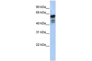 WB Suggested Anti-DES Antibody Titration:  0. (Desmin Antikörper  (Middle Region))