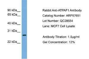 WB Suggested Anti-ATPAF1  Antibody Titration: 0. (ATPAF1 Antikörper  (N-Term))