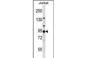 G2 Antibody (N-term) 3809a western blot analysis in Jurkat cell line lysates (35 μg/lane).