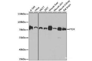 Western blot analysis of extracts of various cell lines using POR Polyclonal Antibody at dilution of 1:1000. (POR Antikörper)