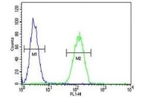 NEU1 antibody flow cytometric analysis of MDA-MB231 cells (green) compared to a negative control (blue). (NEU1 Antikörper  (AA 11-40))
