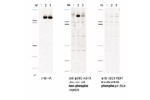 Immunoblot of anti-pS83 ASK1 antibodies shows specificity for phosphorylated human ASK1.