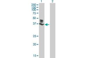 Western Blot analysis of SGK196 expression in transfected 293T cell line by SGK196 MaxPab polyclonal antibody.