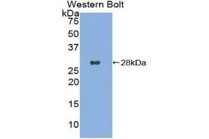 Western blot analysis of the recombinant protein. (DCL1 Antikörper  (AA 23-232))