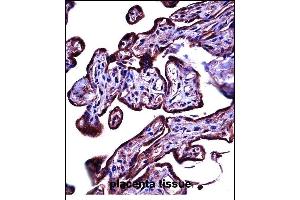 CEAC Antibody (C-term) ((ABIN657776 and ABIN2846751))immunohistochemistry analysis in formalin fixed and paraffin embedded human placenta tissue followed by peroxidase conjugation of the secondary antibody and DAB staining. (CEACAM3 Antikörper  (C-Term))