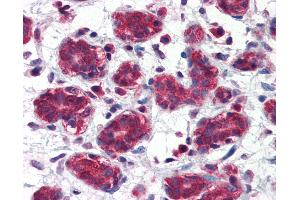 Anti-FOLH1 / PSMA antibody IHC of human breast. (PSMA Antikörper  (AA 117-351))