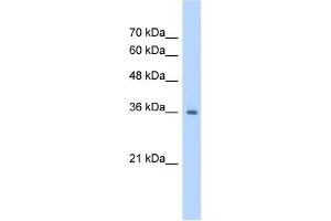 RSU1 antibody used at 1.