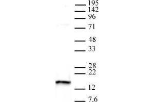 Histone H2AX pAb tested by Western blot. (H2AFX Antikörper  (C-Term))