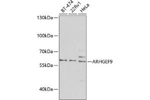 Western blot analysis of extracts of various cell lines, using  antibody (ABIN6127367, ABIN6137098, ABIN6137099 and ABIN6223970) at 1:1000 dilution. (Arhgef9 Antikörper  (AA 307-516))