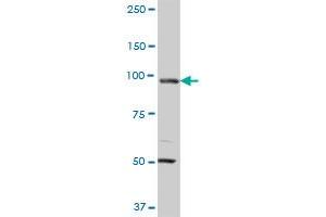 MCM3 monoclonal antibody (M01A), clone 4F7. (MCM3 Antikörper  (AA 699-808))