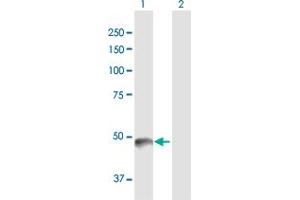 Western Blot analysis of PNLIP expression in transfected 293T cell line by PNLIP MaxPab polyclonal antibody. (PNLIP Antikörper  (AA 1-465))