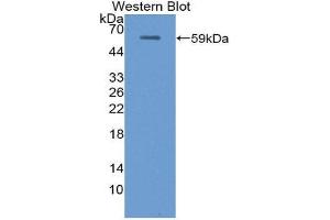 Western Blotting (WB) image for anti-Uromodulin (UMOD) (AA 335-590) antibody (ABIN1872122) (Uromodulin Antikörper  (AA 335-590))