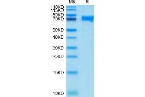 CRTAM Protein (AA 18-287) (Fc Tag)