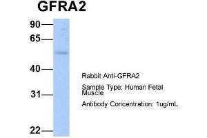 Host: Rabbit  Target Name: GFRA2  Sample Tissue: Human Fetal Muscle  Antibody Dilution: 1. (GFRA2 Antikörper  (C-Term))