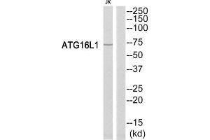 Western Blotting (WB) image for anti-ATG16 Autophagy Related 16-Like 1 (ATG16L1) (Internal Region) antibody (ABIN1850872) (ATG16L1 Antikörper  (Internal Region))