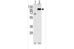 Western Blotting (WB) image for anti-Amyloid beta (A4) Precursor Protein (APP) (AA 736-770), (C-Term) antibody (ABIN390283)