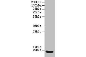 Western blot All lanes: Defb14 antibody at 12 μg/mL + Rat liver tissue Secondary Goat polyclonal to rabbit IgG at 1/10000 dilution Predicted band size: 8 kDa Observed band size: 8 kDa (Defb14 Antikörper  (AA 23-67))