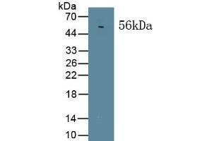 MAPKAP1 antibody  (AA 8-236)