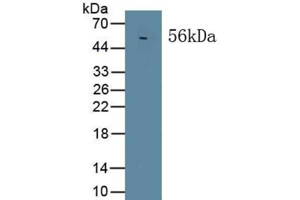 MAPKAP1 antibody  (AA 8-236)