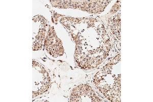 Immunohistochemical analysis of paraffin-embedded human testis tissue using B performed on the Leica® BOND RXm.