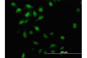 Immunofluorescence (IF) image for anti-Inhibitor of DNA Binding 3, Dominant Negative Helix-Loop-Helix Protein (ID3) (AA 1-83) antibody (ABIN516798)