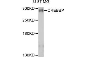 Western blot analysis of extracts of U-87MG cells, using CREBBP antibody (ABIN2736578) at 1:1000 dilution. (CBP Antikörper)