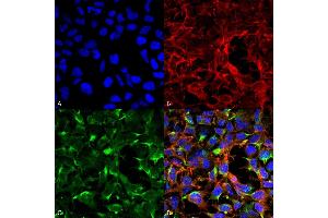 Immunocytochemistry/Immunofluorescence analysis using Mouse Anti-Dityrosine Monoclonal Antibody, Clone 7D4 (ABIN5067452). (Dityrosine Antikörper  (Atto 390))