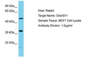Image no. 1 for anti-ARMT1 (AA 102-151) antibody (ABIN6750670) (ARMT1 (AA 102-151) Antikörper)