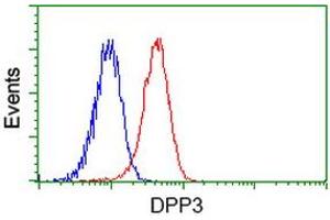 Image no. 3 for anti-Dipeptidyl-Peptidase 3 (DPP3) antibody (ABIN1497831) (DPP3 Antikörper)