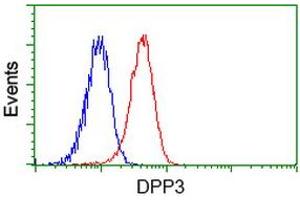 Image no. 3 for anti-Dipeptidyl-Peptidase 3 (DPP3) antibody (ABIN1497831) (DPP3 Antikörper)