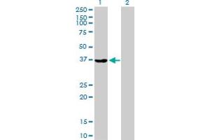 Western Blot analysis of AKR1A1 expression in transfected 293T cell line by AKR1A1 MaxPab polyclonal antibody.