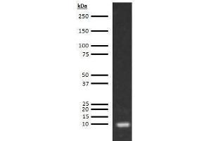 Western Blotting (WB) image for anti-Apolipoprotein C-III (APOC3) antibody (ABIN613465) (APOC3 Antikörper)