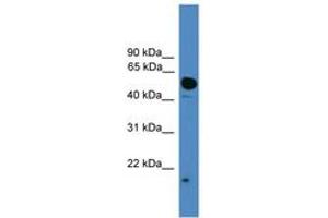 Image no. 1 for anti-Ubiquitin-Like 4A (UBL4A) (C-Term) antibody (ABIN6745301)