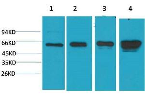 Western Blot (WB) analysis of 1)HeLa, 2) 293T, 3)3T3, 4) PC12 with AMPK a1 Mouse Monoclonal Antibody diluted at 1:2000. (PRKAA1 Antikörper)
