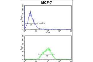 Flow cytometric analysis of MCF-7 cells (bottom histogram) compared to a negative control cell (top histogram). (Der1-Like Domain Family, Member 2 (DERL2) (AA 191-218), (C-Term) Antikörper)