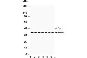 Western blot testing of Caspase-9 antibody and Lane 1:  A549;  2: SMMC-7721;  3: 293T;  4: Jurkat;  5: Raji;  6: CEM;  7: HUT lysate (Caspase 9 Antikörper  (AA 3-228))