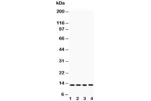 Western blot testing of Cytochrome C antibody and Lane 1:  rat liver (Cytochrome C Antikörper  (AA 91-105))