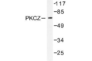 Image no. 1 for anti-Protein Kinase C, zeta (PRKCZ) antibody (ABIN271785) (PKC zeta Antikörper)