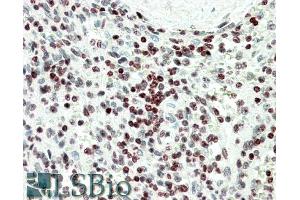 ABIN1590072 (5µg/ml) staining of paraffin embedded Human Spleen. (EDF1 Antikörper  (Internal Region))