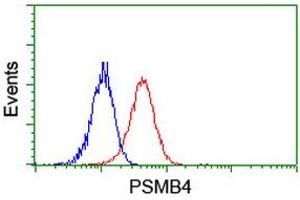 Image no. 2 for anti-Proteasome (Prosome, Macropain) Subunit, beta Type, 4 (PSMB4) antibody (ABIN1500474) (PSMB4 Antikörper)