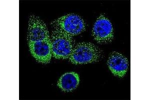 Immunofluorescence (IF) image for anti-Caspase 12 (Gene/pseudogene) (CASP12) (AA 165-193) antibody (ABIN3030291)