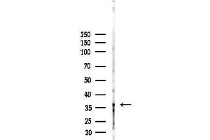 anti-Trace Amine Associated Receptor 5 (TAAR5) (C-Term) antibody