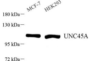 Western blot analysis of UNC45A (ABIN7076147) at dilution of 1: 500 (UNC45A Antikörper)