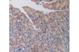 IHC-P analysis of Mouse Tissue, with DAB staining. (Activin A Receptor Type IB/ALK-4 Antikörper  (AA 207-385))