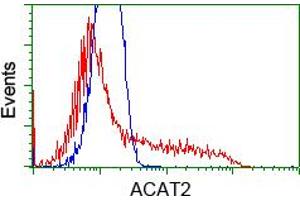 Image no. 5 for anti-Acetyl-CoA Acetyltransferase 2 (ACAT2) antibody (ABIN1496402) (ACAT2 Antikörper)