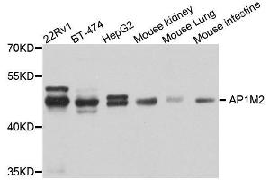 Western blot analysis of extracts of various cell lines, using AP1M2 antibody. (AP1m2 Antikörper  (AA 164-423))